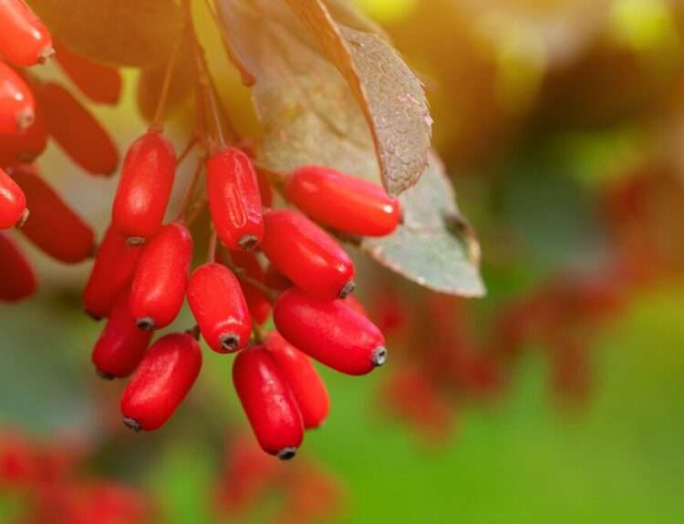 best berberine supplement for women over 40